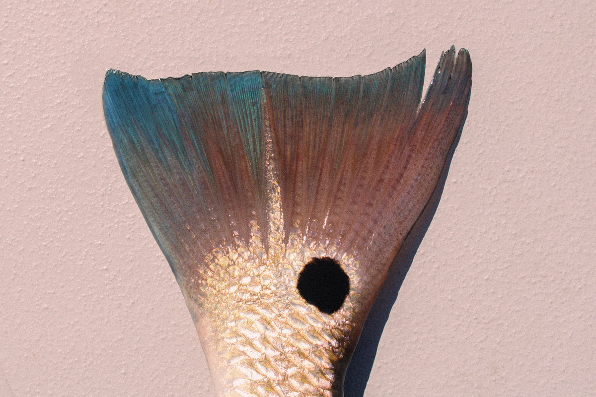 Redfish tailing in shallow water