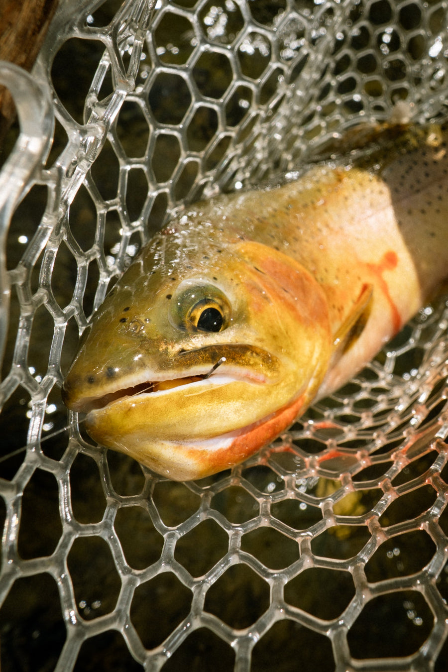 IDAHO HOOKSETS