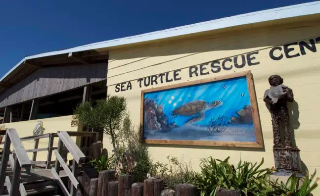 THE TURTLE HOSPITAL