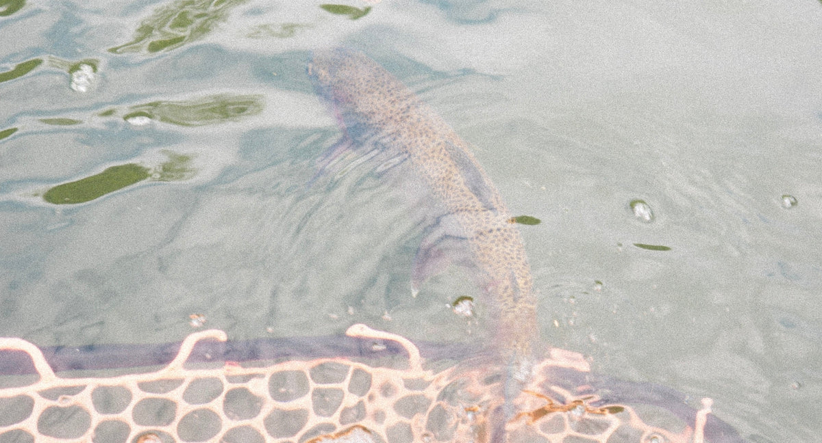 Redfish released back into the water