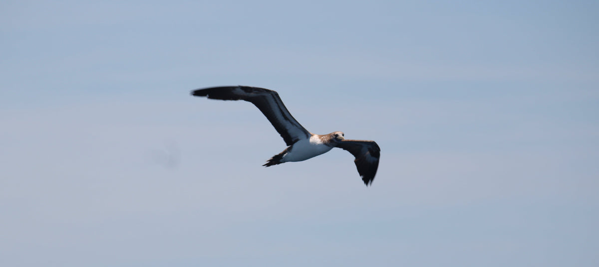 Birds over the water