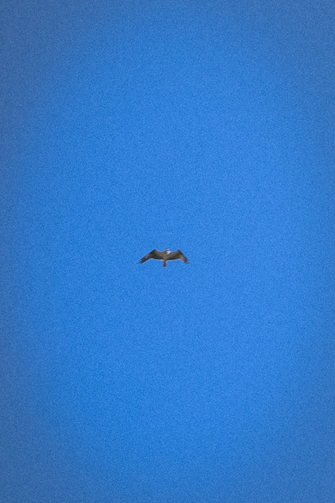 Birds in the air